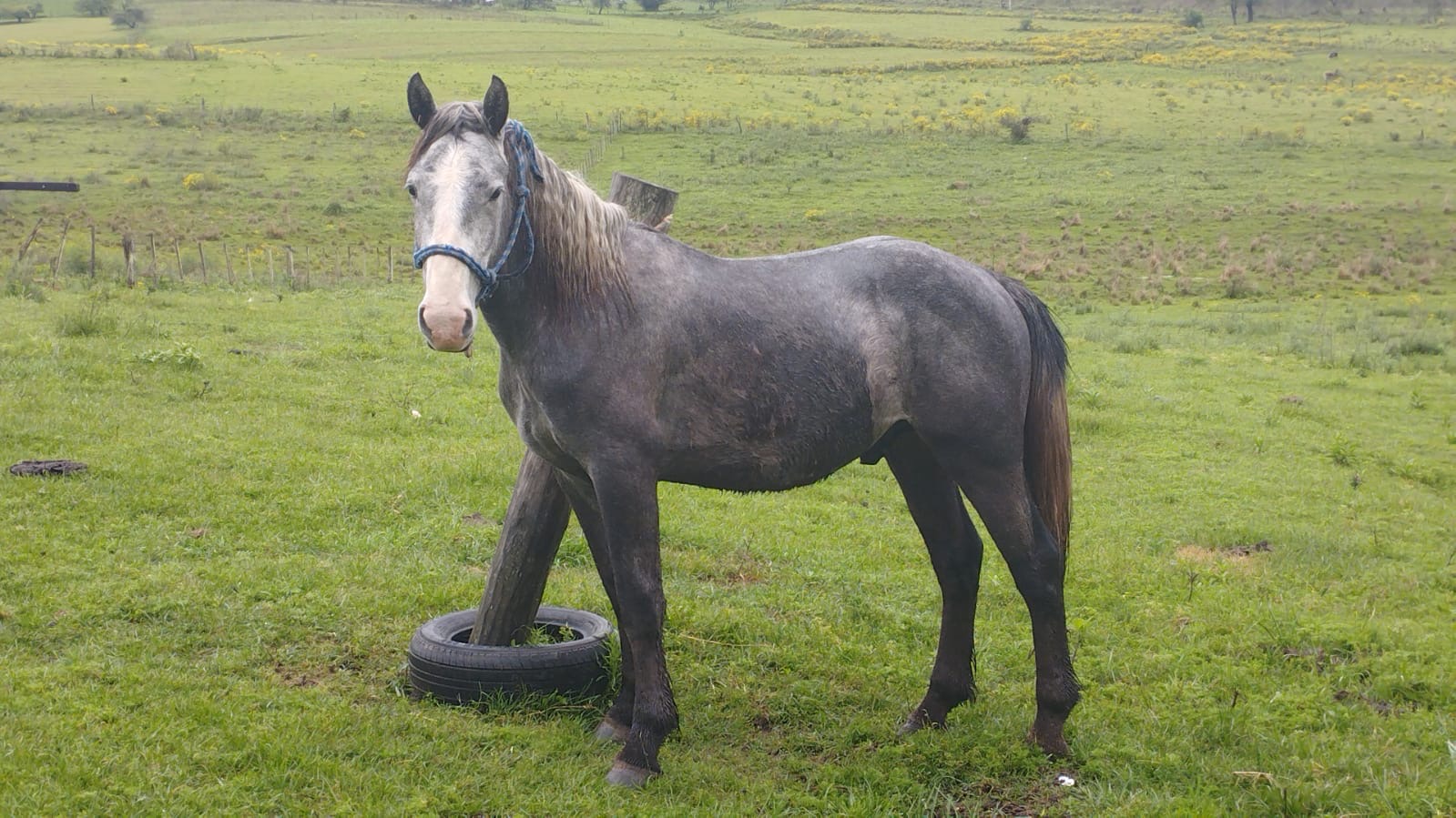 POTRO PERCHERÓN 